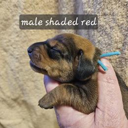 Boy 1-Blue Collar - Red male Dachshund puppy in La Pine, Oregon from Lil Deschutes