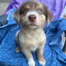 Bella - Red merle female Australian Shepherd puppy in Plant City, Florida from G2K9’s