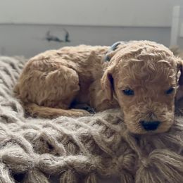 Bashful - Apricot male Goldendoodle puppy in Windsor, Colorado from Sixth Day Kind
