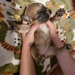 Alice (FLUFFY) - Fawn and white female French Bulldog puppy in Bend, Oregon from High Lakes Frenchies