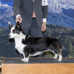 Sophie - Cardigan Welsh Corgi