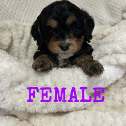Cockapoo and Cocker Spaniel Puppies from Penny’s Perfect Pups