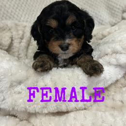 Cockapoo and Cocker Spaniel Puppies from Penny’s Perfect Pups