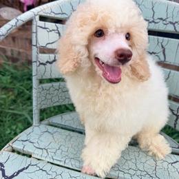 Sailor with training - Cream male Poodle puppy in Boonville, North Carolina from Doods & Dolls