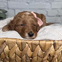 Girl 2 Pick- Med. Goldendoodle - Red  female Goldendoodle puppy in Piedmont, South Carolina from The Farm at Saluda Ridge