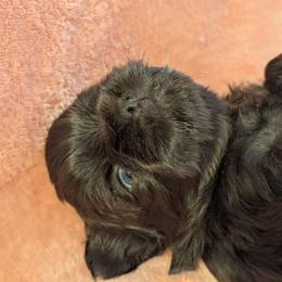 Rhett - Chocolate male Shih Tzu puppy in Claxton, Georgia from Small Pawz Shih tzu