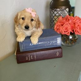 Girl 1 - Goldendoodle puppy in Bradenton, Florida from Doodle Acres