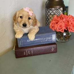 Girl 1 - Goldendoodle puppy in Bradenton, Florida from Doodle Acres