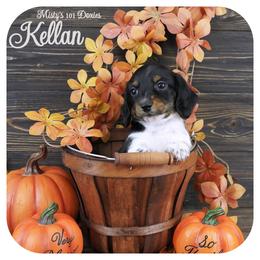 KELLAN - AKC Registered - Black and tan male Dachshund puppy in Graceville, Florida from Misty's 101 Doxies