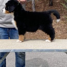 Bernese Mountain Dog Puppies from Blakener’s Bernese mountain dogs