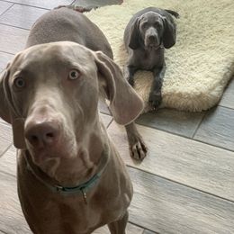 Weimaraner Puppies from Jennifer Anne's Weimaraners