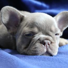 French Bulldog Puppies from R & S Frenchies