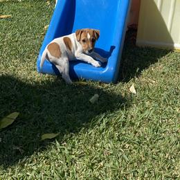 Jack Russell Terrier Puppies from Fair Dinkum Jack Russell Terriers