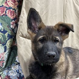 Boy 3 - Sable German Shepherd puppy in Wellington, Colorado from Altvater German Shepherds