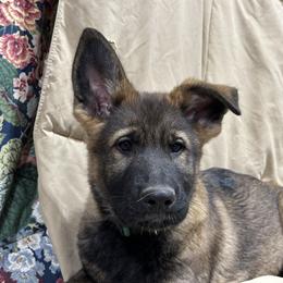 Boy 3 - Sable German Shepherd puppy in Wellington, Colorado from Altvater German Shepherds
