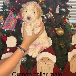 Goldendoodle Puppies from Gracious Doodle Dogs