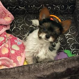 Meeka awaits her forever family - Black tan and white female Biewer Terrier puppy in Lebanon, Oregon from SD99Biewers
