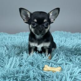 Chihuahua Puppies from Home Grown Chihuahuas From Iowa