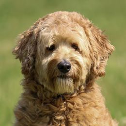 Knox - Australian Labradoodle
