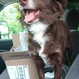 Silvia - Toy Australian Shepherd