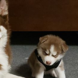 Siberian Huskies from Heather's Happy Huskies