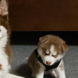 Siberian Huskies from Heather's Happy Huskies