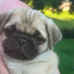 Fraiser - Fawn male Pug puppy in Morgantown, West Virginia from Groovy Pugs