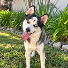 Arrow - Black and white male Pomsky puppy in La Verne, California from Red Cedar Pomskies