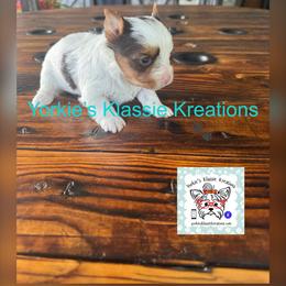 Molly - Chocolate, tan and white female Yorkshire Terrier puppy in Dierks, Arkansas from Yorkie’s Klassie Kreations