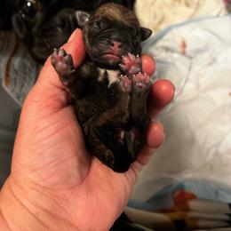Fawn girl - Fawn female Pug puppy in Onalaska, Washington from Cupid’s Pugs