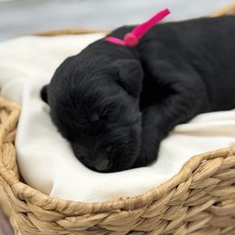 Punkin - Black female Giant Schnauzer puppy in Collinsville, Mississippi from Hillside Kennels