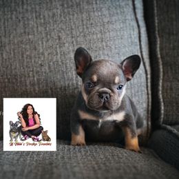 French Bulldog Puppies from Lil Nikki’s Prestige Frenchies