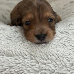 Sprinkles - Dapple female Dachshund puppy in Vancouver, Washington from Cascade Minis