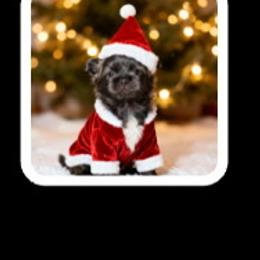 Girl 1 - Black female Shih Tzu puppy in Augusta, Maine from Zulas Shih Tzu of Maine