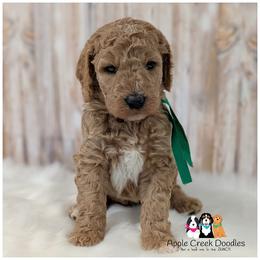 ALFIE - OFA-Genetics-Microchip-Vet Check-2 Year Warranty. - Cream male Goldendoodle puppy in Jeddo, Michigan from Apple Creek Doodles