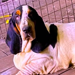Honu - Basset Hound