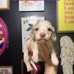 Junie - Cream female Dachshund puppy in Coatesville, Indiana from ADH Dachshunds