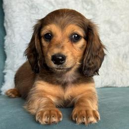Marshall AKC 3000 - Cream male Dachshund puppy in Krum, Texas from Tired Chef Dachshunds