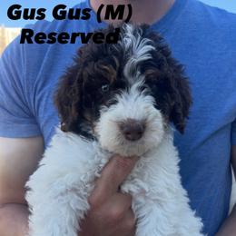 Bernedoodle Puppies from Coconutbernedoodles