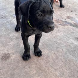 Lime Green Collar - Black male Cane Corso puppy in Princeton, Texas from Guardians of Arcadia Cane Corso