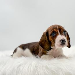 Britty - Piebald female Dachshund puppy in Litchfield, Illinois from Charmm Dachshunds