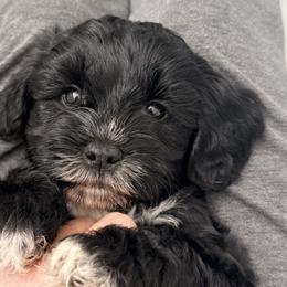 Miniature Schnauzers and Schnoodles from Shannon Johnson