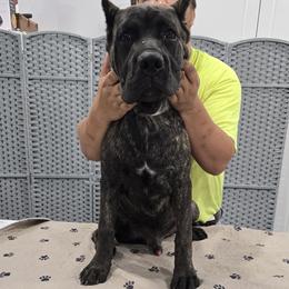 Brown Collar Boy - AKC and ICCF - Keke x Fumo - Black brindle male Cane Corso puppy in Gorman, Texas from McOmber Country Kennels