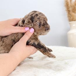 Cranberry - Merle female Goldendoodle puppy in Mesa, Arizona from Schmidt’s Doxies N Doodles