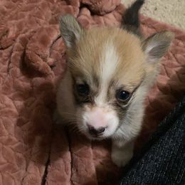 American Corgi and Pembroke Welsh Corgi Puppies from Swezey Pembroke Welsh Corgis