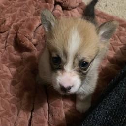 American Corgi and Pembroke Welsh Corgi Puppies from Swezey Pembroke Welsh Corgis