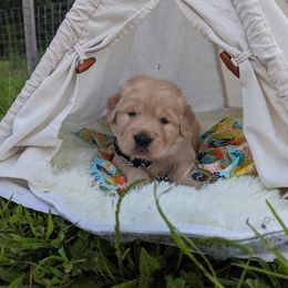 Australian Shepherd and Golden Retriever Puppies from Happy Valley Farms