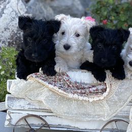 Scottish Terriers from Steinway Scotties