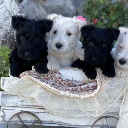 Scottish Terriers from Steinway Scotties
