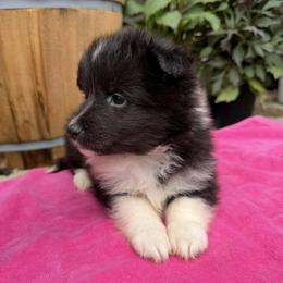 Sky - Black and white female Shetland Sheepdog puppy in Deer Island, Oregon from Conestoga Shelties